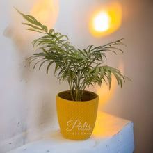 Load image into Gallery viewer, Basket Planter