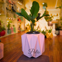 Load image into Gallery viewer, Herring bone Planter Big