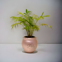 Load image into Gallery viewer, Mini Ace Planter