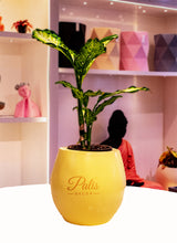 Load image into Gallery viewer, Medium Ace Planter