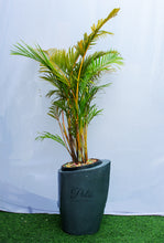 Load image into Gallery viewer, Woobly Planter Small