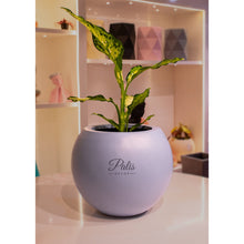 Load image into Gallery viewer, Curve Planter