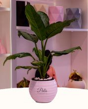 Load image into Gallery viewer, Step Curve Planter