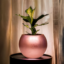 Load image into Gallery viewer, frp pot