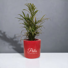 Load image into Gallery viewer, Cylinder Planter Small