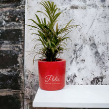 Load image into Gallery viewer, Cylinder Planter Medium