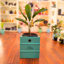 Load image into Gallery viewer, Small Square Planter A1