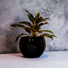 Load image into Gallery viewer, Step Curve Planter