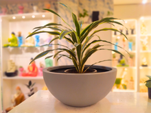 Load image into Gallery viewer, Umbrella Planter