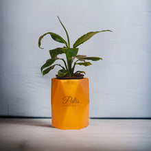 Load image into Gallery viewer, GEOMETRIC PLANTER
