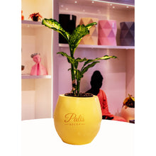 Load image into Gallery viewer, Big Ace Planter
