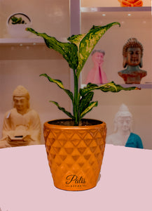 Pine Apple Planter