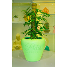 Load image into Gallery viewer, Apple Planter
