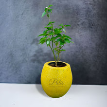 Load image into Gallery viewer, Medium Ace Planter
