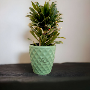 Pine Apple Planter